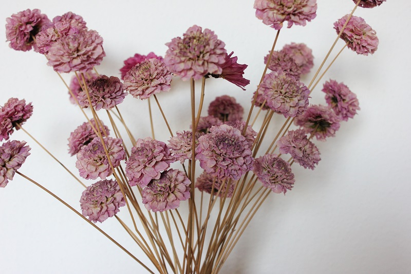 Sušené dálie extra ružová 1 kus